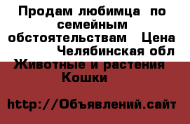 Продам любимца, по семейным обстоятельствам › Цена ­ 3 000 - Челябинская обл. Животные и растения » Кошки   